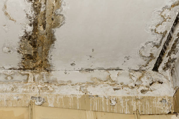 Mold Odor Removal Services in Delmar, DE