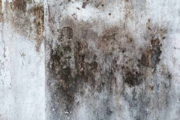 Best Real Estate Mold Inspection  in Lmar, DE