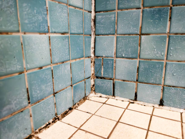 Biohazard Mold Removal in Delmar, DE
